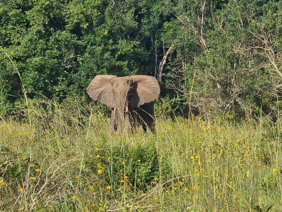 Shimba Hills: Game Drive, Waterfall Hike, and Lunch - Why Shimba Hills Makes Sense as a Coast Day Safari