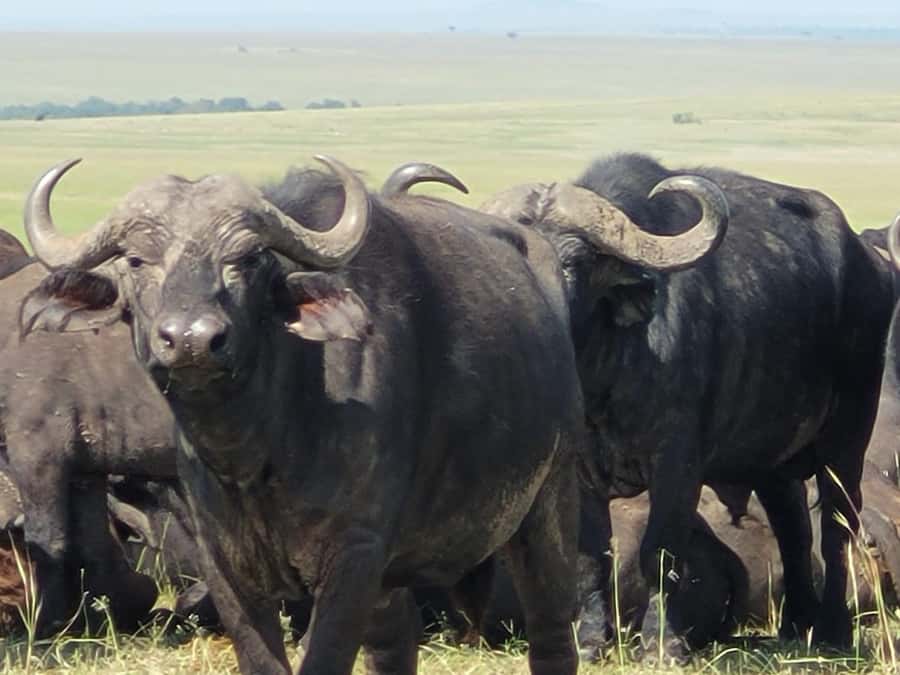 Shimba hills tropical rain forest day trip - Shimba Hills: why this 7-hour safari feels focused and worth it