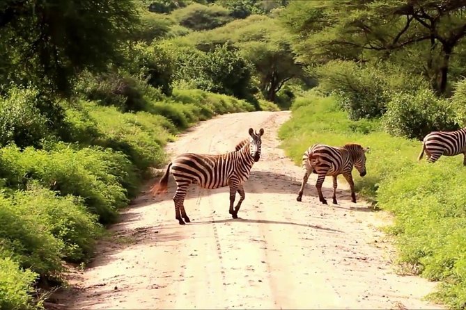 Small group tour to Nairobi park baby and optional Baby Elephants - Nairobi National Park early morning safari, city edge wildlife