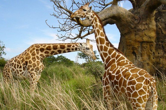 Small group tour to Nairobi park baby and optional Baby Elephants - Pop-up roof safari vehicle: how it improves your sightings