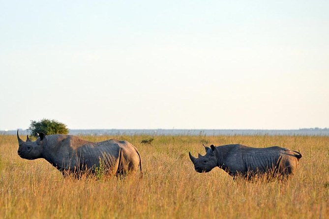 Small group tour to Nairobi park baby and optional Baby Elephants - How to get the most from the morning (without overthinking it)