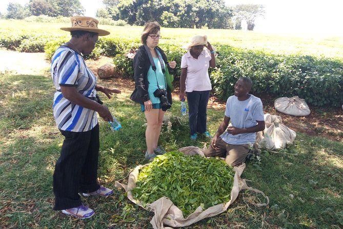 Tea Farm Experience at Riara Tea Farm And Factory Tour - Key things to know before you go