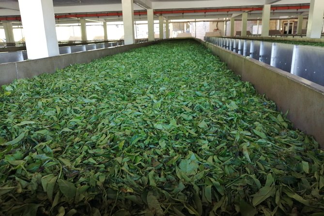 Tea Farm Experience at Riara Tea Farm And Factory Tour - Riara Tea Farm at Limuru Country Club: what to expect on the plantation