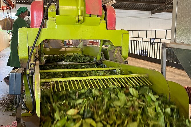 Tea Farm Experience at Riara Tea Farm And Factory Tour - Morning tea and lunch: the included break that makes it feel like a day out