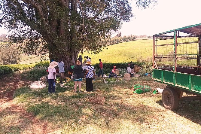 Tea Farm Experience at Riara Tea Farm And Factory Tour - Meeting the owner and staff, and the calm confidence of a working farm