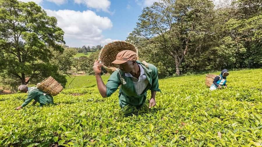 Tea Farm Tour From Nairobi (Kiambethu). - The 11am Start, Fiona’s Welcome, and Your Driver Alex