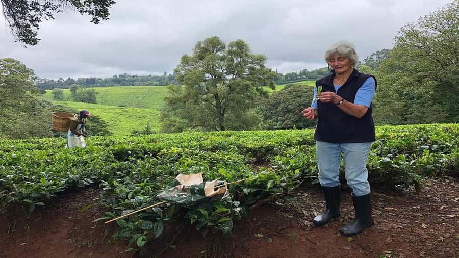 Tea Farm Tour From Nairobi (Kiambethu). - Farm-Fresh 3-Course Lunch With Ngong Hills Views