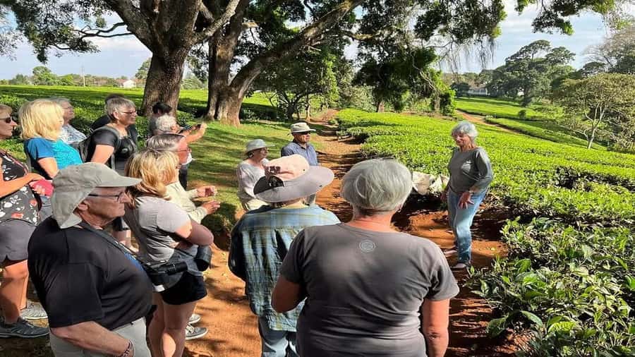 Tea Farm Tour From Nairobi (Kiambethu). - Tea Fields and the Walk That Actually Teaches You Something