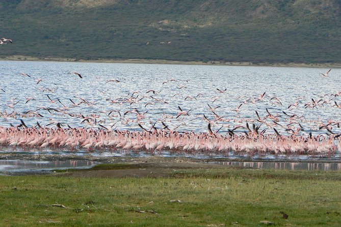 The Great Rift Valley Tour - L Bogoria, L Nakuru, L Naivasha and Hellsgate NP - Lake Naivasha: Water Time and Hippos by Boat (If You Want It)