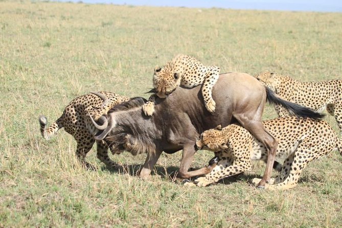 Thrilling 6 Days Amboseli-Lake Nakuru-Maasai Mara Budget Safari - A six-day Kenya loop that actually makes sense