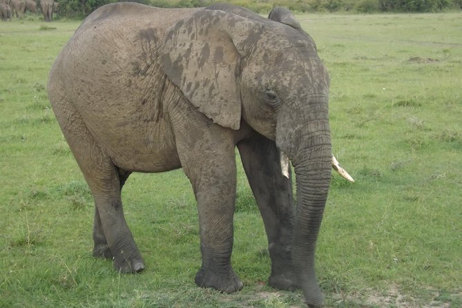 Thrilling 6 Days Amboseli-Lake Nakuru-Maasai Mara Budget Safari - Maasai Mara: big cats, Mara River crocodiles, and the spot-in-the-bush feeling