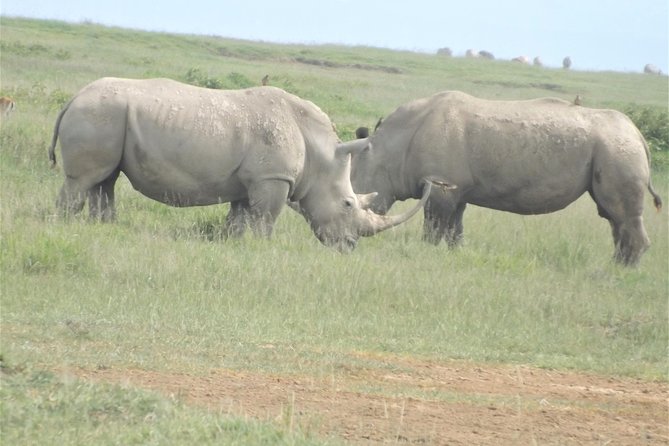 Thrilling 6 Days Amboseli-Lake Nakuru-Maasai Mara Budget Safari - Day 5 in the Mara: the picnic lunch, long game drive, and an optional balloon add-on