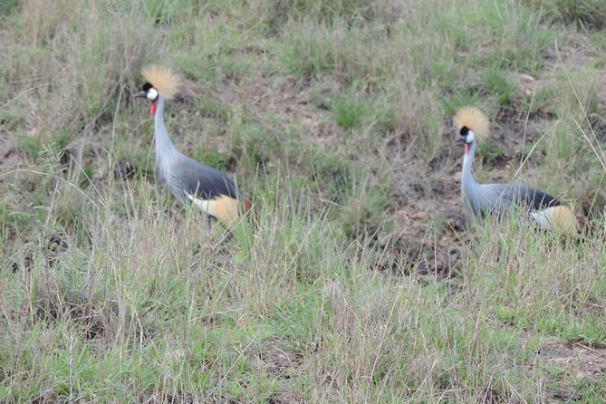 Thrilling 6 Days Amboseli-Lake Nakuru-Maasai Mara Budget Safari - Back to Nairobi on Day 6, and a lunch stop at Carnivore