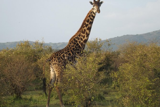 Thrilling 6 Days Amboseli-Lake Nakuru-Maasai Mara Budget Safari - Lodging style and what the camping setup feels like at night