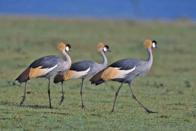 Tour: Giraffe Center and Nairobi National Park - Giraffe Centre: what you learn before you start spotting wildlife