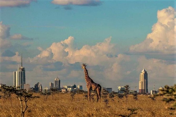 Tour: Giraffe Center and Nairobi National Park - Timing and the lunch gap: how to handle the only “on your own” part