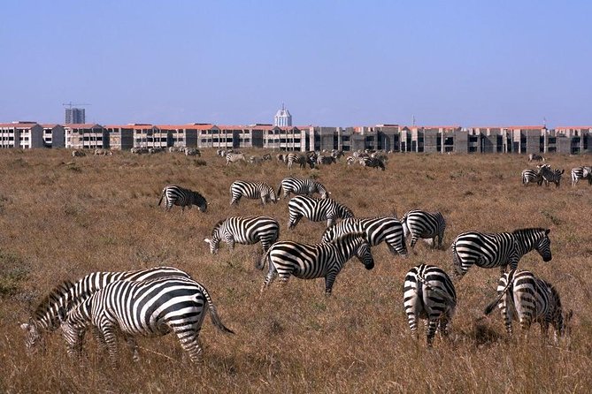 Tour: Giraffe Center and Nairobi National Park - Guides make the difference: what I’d look for in your driver-guide