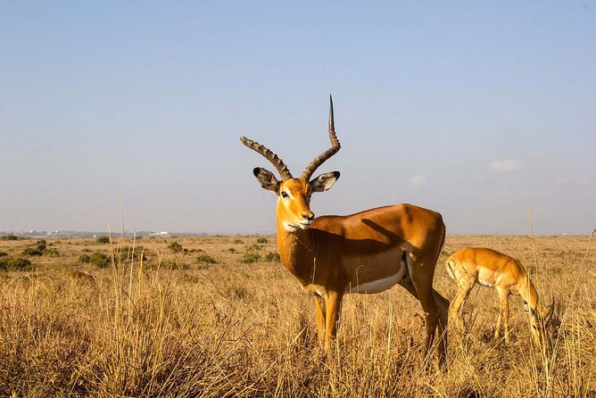 Tour: Giraffe Center and Nairobi National Park - Price and value: $176 is not just the park ticket