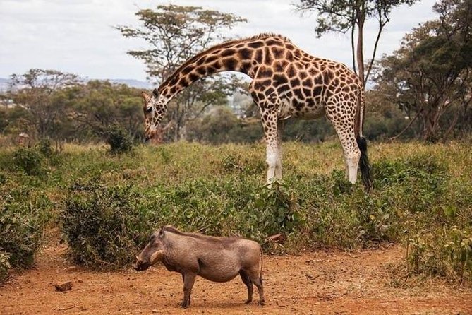 Tour: Giraffe Center and Nairobi National Park - Nairobi National Park game drive: urban safari, real time in the wild