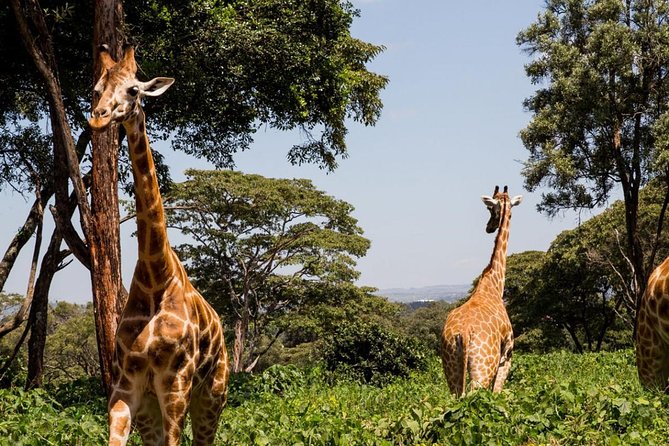 Tour Giraffe Center,Karen blixen and lunch carnivore restaurant - Does the SWT Elephant Nursery stop apply, and what about the Nairobi National Park fee?