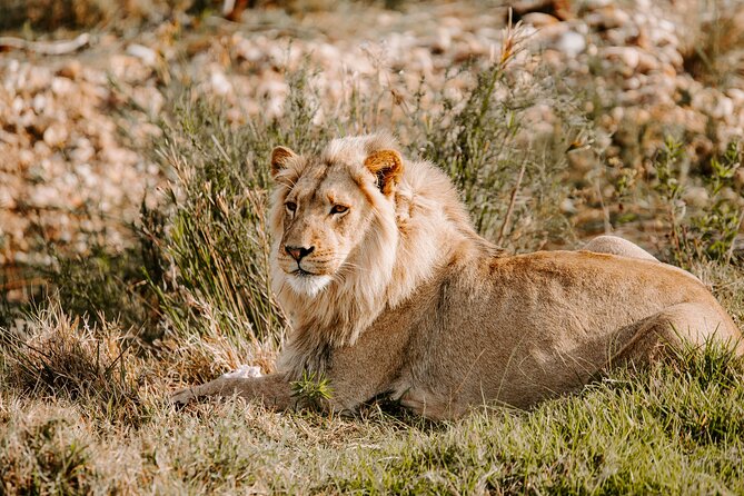 Tour Safari; Nairobi National Park - Key Highlights I’d Focus On