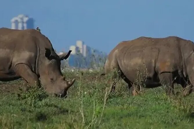 Tour Safari; Nairobi National Park - How the 6 Hours Work, Pickup to Drop-Off