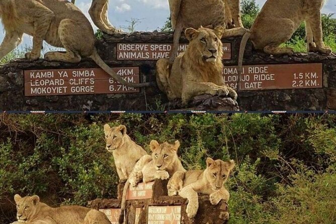 Tour Safari; Nairobi National Park - Big Five Style Sightings (Minus Elephant) in Half a Day