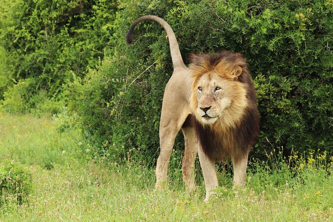 Tour Safari; Nairobi National Park - The Guide Makes or Breaks the Safari: Moses and the Spotting Skill