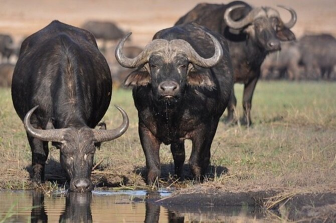 Tour Safari; Nairobi National Park - Optional Kazuri Beads Factory Stop, and What You Get From It