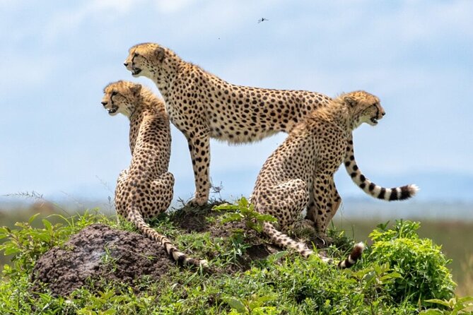 Tour Safari; Nairobi National Park - Inside the Nairobi National Park Game Drive