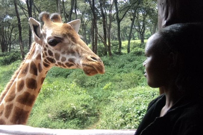 Tour to Giraffe Center from Nairobi - Nairobi Giraffe Centre, Karen area: why this is a smart break from city time