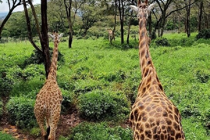 Tour to Giraffe Center from Nairobi - The Gogo River nature trail: quieter walking, better sightings