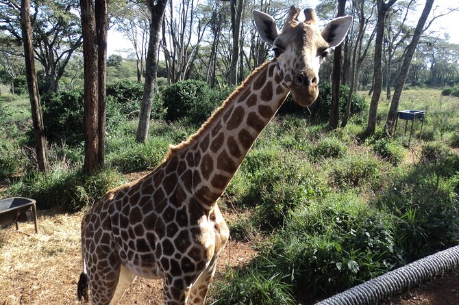 Tour to Giraffe Center from Nairobi - Guides can make or break the short time: what to look for