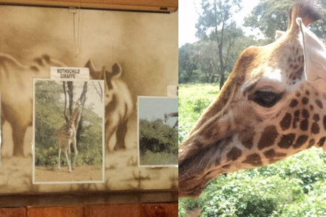 Tour to Giraffe Center from Nairobi - Price and value at $65: what you get and what you may add