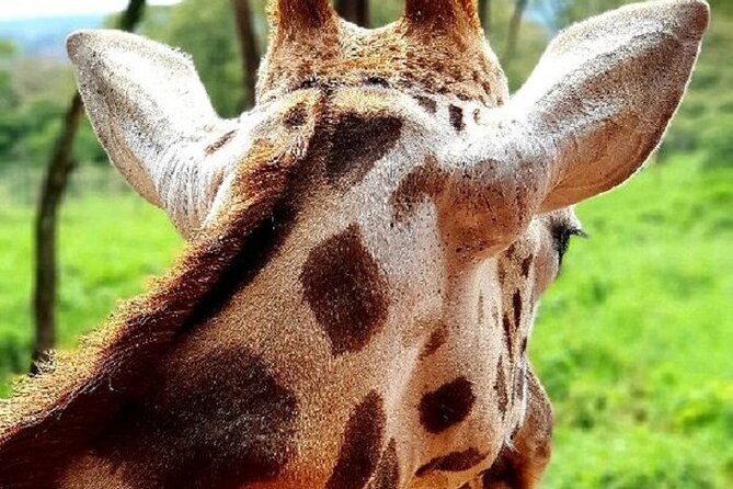 Tour to Giraffe Center from Nairobi - Lunch at Carnivore Restaurant: great if it fits your diet