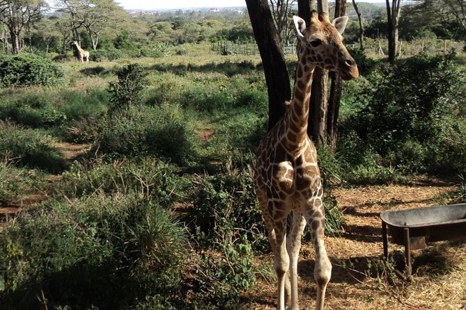 Tour to Giraffe Center from Nairobi - Entering the Giraffe Centre Grounds (And What You’re Really There For)