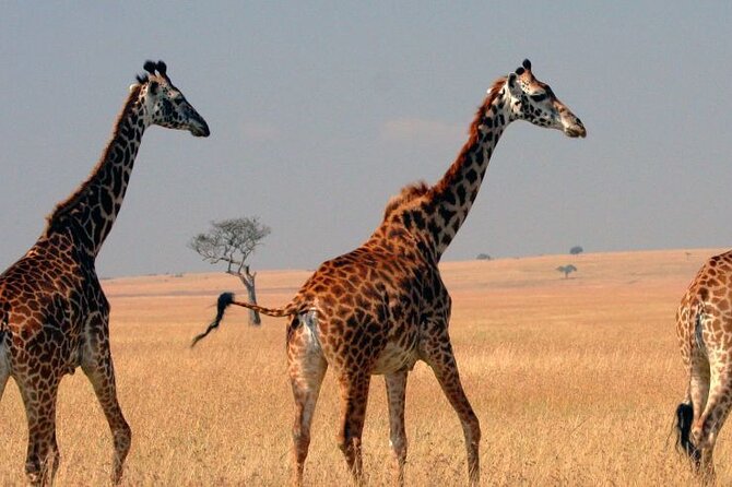 Tour to Hells Gate National park & L Naivasha boat ride - Hell’s Gate by bike: the 8-kilometer safari style ride