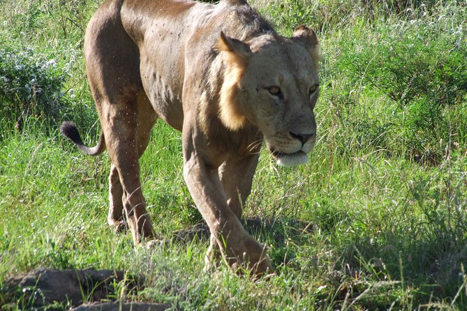 Tsavo East Amboseli and Tsavo West Safari 4 Days starting Malindi - A 4-day safari circuit that actually hits three ecosystems