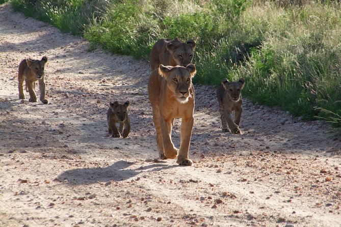 Tsavo East Amboseli and Tsavo West Safari 4 Days starting Malindi - Day 1: Tsavo East from 06:00, then Ngutuni Safari Lodge