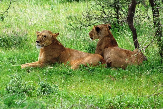 Tsavo East Amboseli and Tsavo West Safari 4 Days starting Malindi - Day 4: One last early drive, then back to Malindi