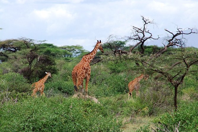 Tsavo East Amboseli and Tsavo West Safari 4 Days starting Malindi - Price and value: what $1,917 buys you in real safari time