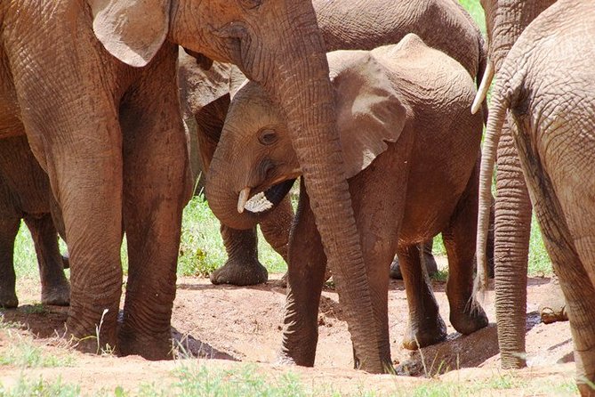 Tsavo East Amboseli and Tsavo West Safari 4 Days starting Malindi - Day 3: Tsavo West, Mzima Springs, and a ranger-guided waterhole world