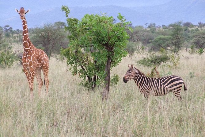 Tsavo East and Ngutuni Sanctuary Safari 3 days from Mombasa - Why this Tsavo East and Ngutuni combo works so well