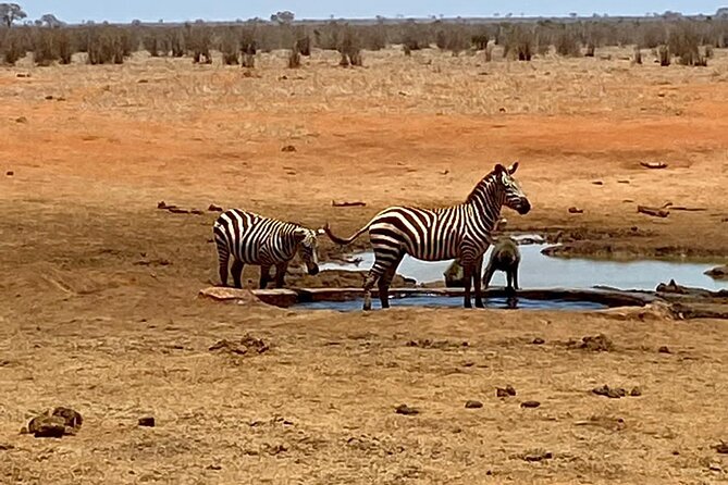 Tsavo East and Ngutuni Sanctuary Safari 3 days from Mombasa - Day 3: early morning Ngutuni drives and one last ride toward Mombasa
