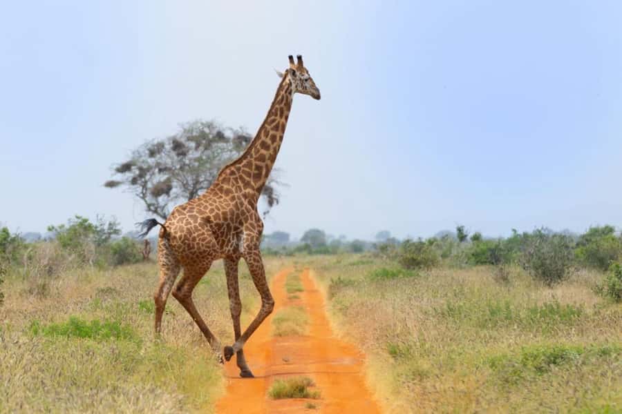 Tsavo East and Tsavo West Sanctuary Safari - Tsavo East to Tsavo West, with waterhole time built in