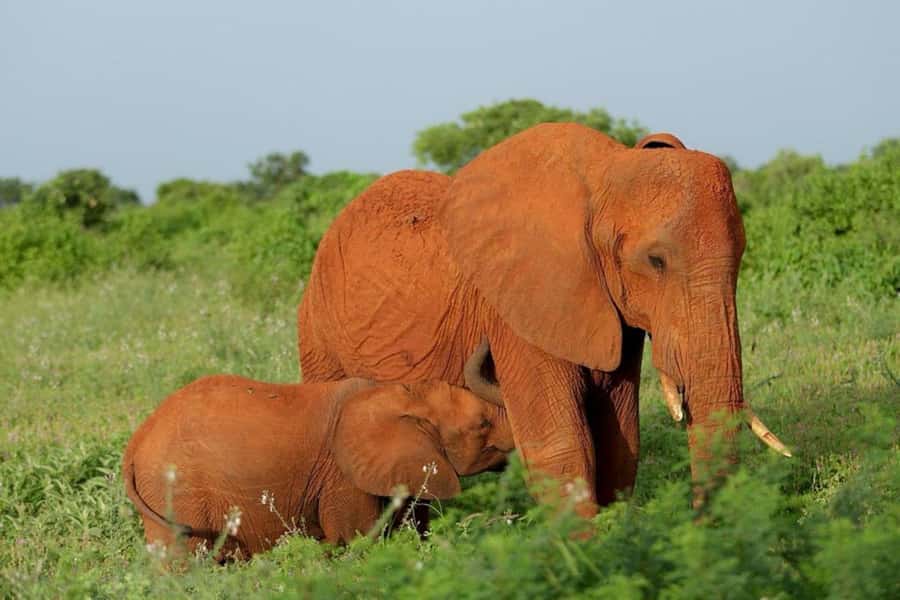 Tsavo East and Tsavo West Sanctuary Safari - Ngutuni Safari Lodge and the waterhole view that changes your whole pace