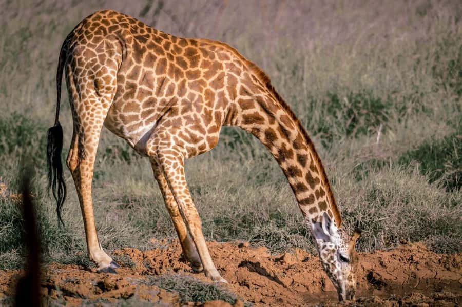 Tsavo East and Tsavo West Sanctuary Safari - Day 2: early sanctuary safari at Ngutuni, then Ziwani Dam walk
