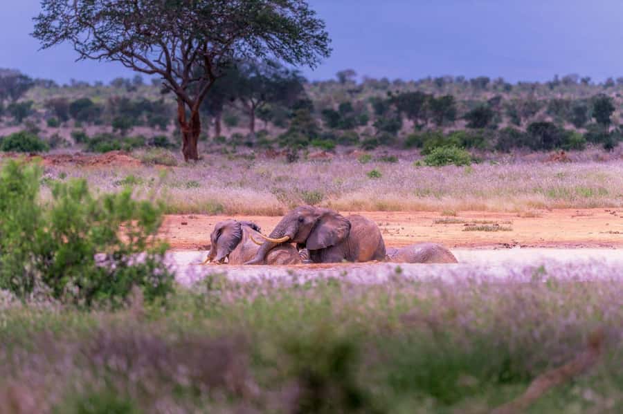 Tsavo East and Tsavo West Sanctuary Safari - Price and value: what you’re paying for (and why it can be fair)