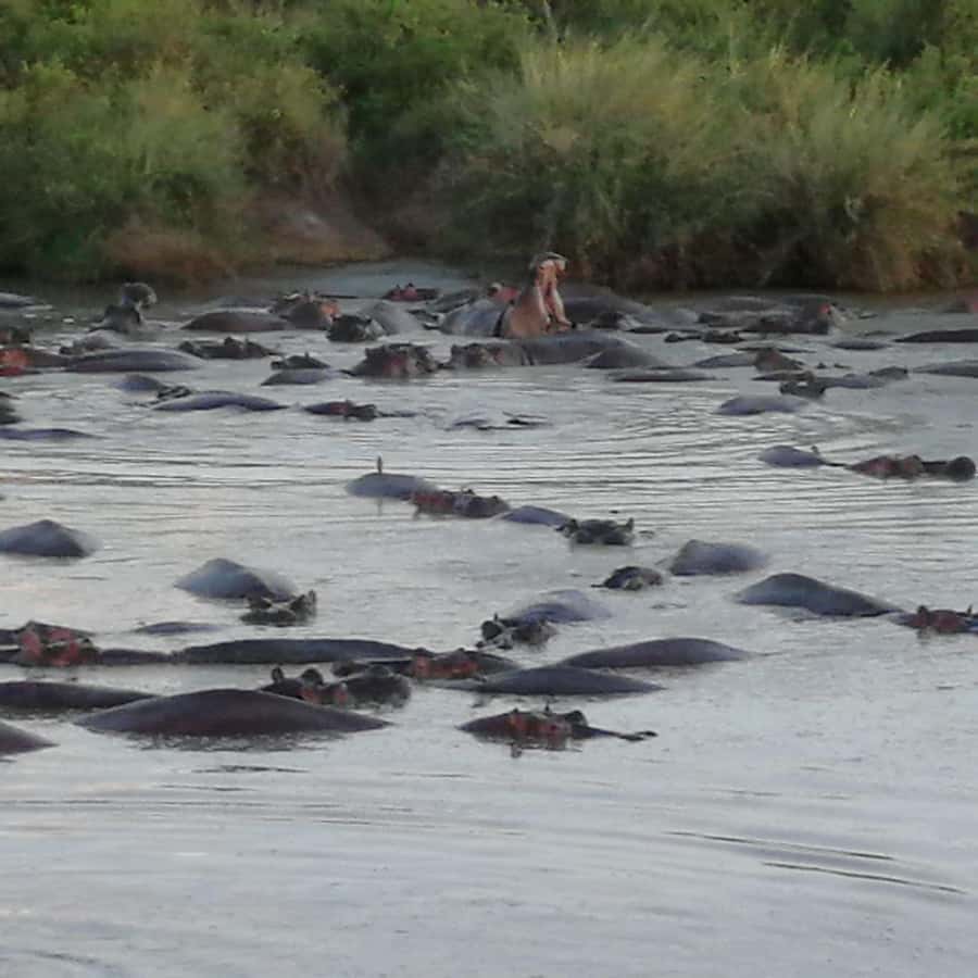 Tsavo East and Tsavo West Sanctuary Safari - Day 1: 06:00 pickup and the Tsavo East game-drive payoff