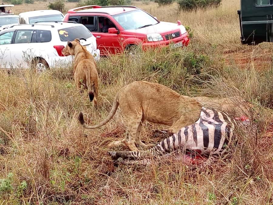 Tsavo East National Park: 2-Day Tour from Mombasa - Why the Guide and the Driving Style Changes Your Odds